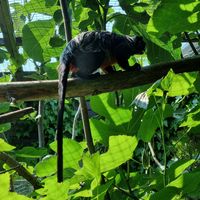  at Monkey Haven in Newport