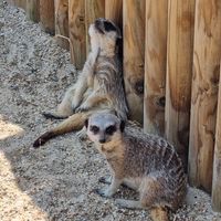 Adorable at Monkey Haven in Newport