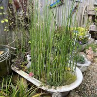   at The Pack Horse Cafe in Bridport