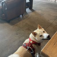 Dog friendly.   Fritz approved  at Elevation Coffee in Tampa