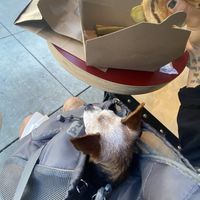 Frijol Sightseeing While I Inhaled My Food 😛  at Rad Radish in San Francisco