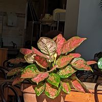  at Momo Wholefood in Newcastle