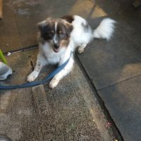 What a good boy at The Tomato Head - downtown in Knoxville