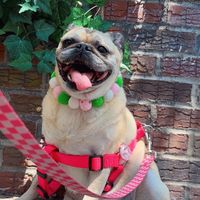   at Garden Carver in Brooklyn