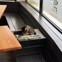 Their cat  at Etna in Divaca