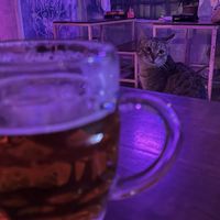 Feline friends  at SHPANA in Tbilisi