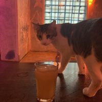   at SHPANA in Tbilisi