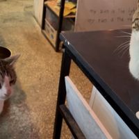 Cat friends   at SHPANA in Tbilisi
