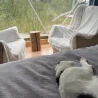 Tent mate   at Vegan House in Nagodzice