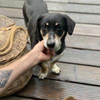 The breakfast service  at Vegan House in Nagodzice