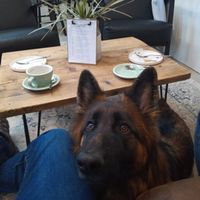 Mabel our GSD at Fire & Flow Coffee Roasters in Cirencester