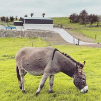   at The Donkey Sanctuary in Mallow