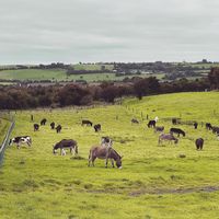   at The Donkey Sanctuary in Mallow