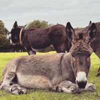   at The Donkey Sanctuary in Mallow