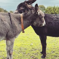   at The Donkey Sanctuary in Mallow