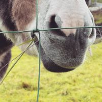   at The Donkey Sanctuary in Mallow