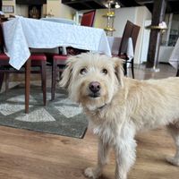 Doggie in a restaurant   at PiranArt Restaurant & Gelateria & Caffeteria in Piran