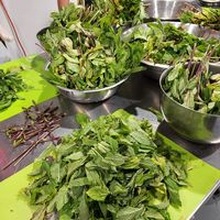 Whole fresh herbs infusing the kombucha  at Beech Kombucha in St Petersburg