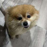 💜💜Peque  at The Vegan Shack in Panama City