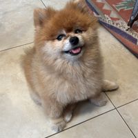 Peque  at The Vegan Shack in Panama City