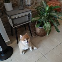 peque. sweetest dog, best greeter. at The Vegan Shack in Panama City
