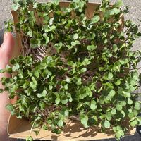   at Naturalia in Bolzano