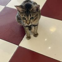 The friendly cat   at Nha Toi in Ho Chi Minh City