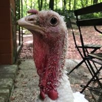  at Feathery Forest in Maarkedal