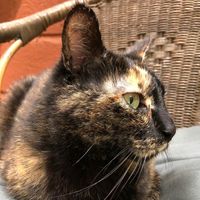  at Feathery Forest in Maarkedal