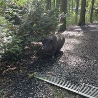   at Feathery Forest in Maarkedal