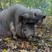  at Feathery Forest in Maarkedal