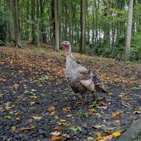 at Feathery Forest in Maarkedal