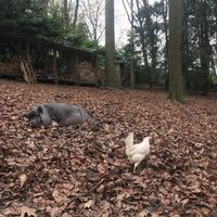   at Feathery Forest in Maarkedal