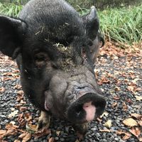   at Feathery Forest in Maarkedal