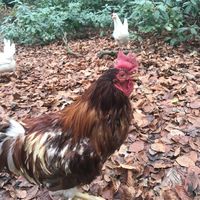   at Feathery Forest in Maarkedal