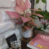  at Genkan Vegan Cafe in Dong Hoi