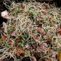 Thai Kelp Noodles Bowl at Cane & Coconut in Washington
