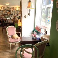 another cat  at Kattencafé Skatjes in Zwolle