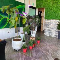 Lovely plants inside at Avec in Jeju