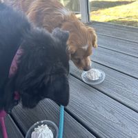 Free pup cups for your furry friends who are welcome to sit on the large deck   at Honey Cup Coffeehouse & Creamery in Oxnard