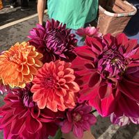 Beautiful flowers  at West Asheville Tailgate Market in Asheville