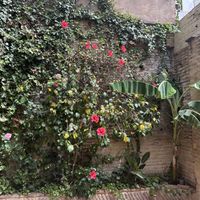 Flowers on the back patio  at Bluebell Coffee Roasters in Valencia