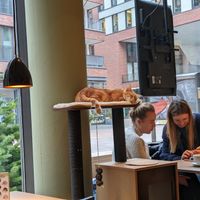 Kitty kitty 🐈🐈 at Katzentempel - Hamburg in Hamburg