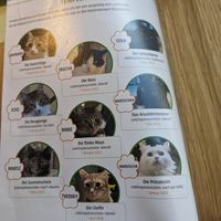 The cats at Katzentempel - Hamburg in Hamburg