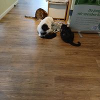 Futtertool at Katzentempel - Hamburg in Hamburg