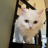 cat  at Katzentempel - Hamburg in Hamburg