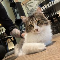 cat  at Katzentempel - Hamburg in Hamburg