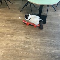 Cat  at Katzentempel - Hamburg in Hamburg