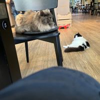  at Katzentempel - Hamburg in Hamburg