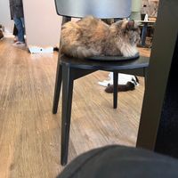  at Katzentempel - Hamburg in Hamburg